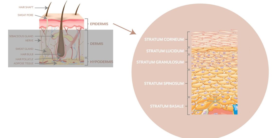 What is the Anatomy of Your Skin? - hospitalninojesus